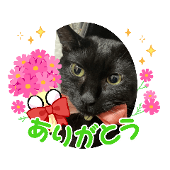 [LINEスタンプ] 丸だ印の猫