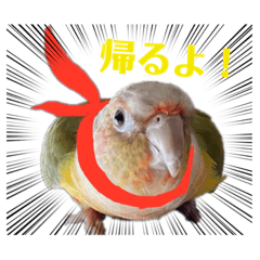 [LINEスタンプ] ウロコインコうりちゃんPart 6