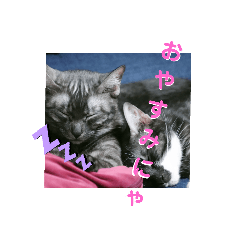 [LINEスタンプ] 兄妹にゃんず2