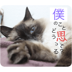 [LINEスタンプ] 色々な猫様'A'