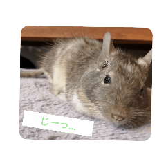 [LINEスタンプ] うちのデグーさん My Degu