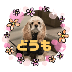 [LINEスタンプ] アメコカモアナ