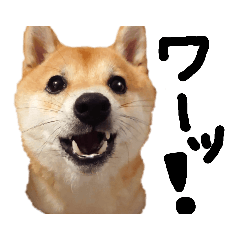 [LINEスタンプ] 豆柴こてつのスタンプ①