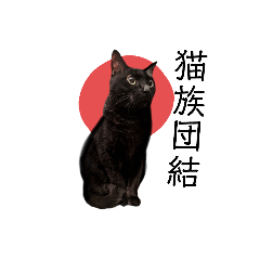 [LINEスタンプ] 猫は神スタンプ