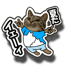 [LINEスタンプ] 猫(キジトラ)日常で使える可愛いスタンプ9