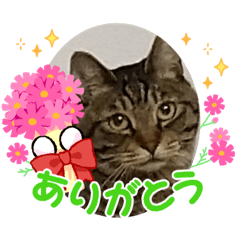 [LINEスタンプ] ひなスタイル！