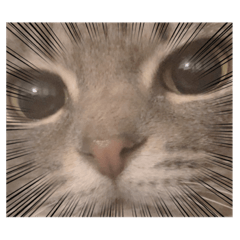 [LINEスタンプ] うちのネコ。-ぎんちゃんver.-
