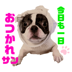 [LINEスタンプ] ペロすた2022