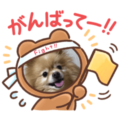 [LINEスタンプ] ポメラニアンくうたスタンプ