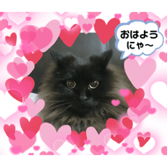 [LINEスタンプ] 黒猫リリィースタンプ