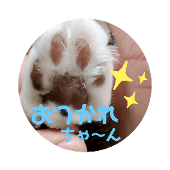 [LINEスタンプ] 肉球だぞ！