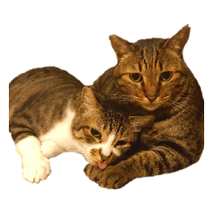 [LINEスタンプ] 三階のねこさんらのスタンプ