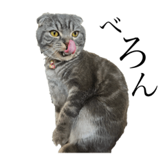 [LINEスタンプ] ぽこぽこねこすたんぷ⑦