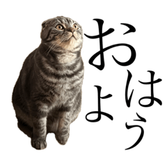[LINEスタンプ] ぽこぽこねこすたんぷ明朝体