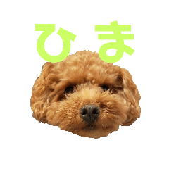 [LINEスタンプ] こむーたに