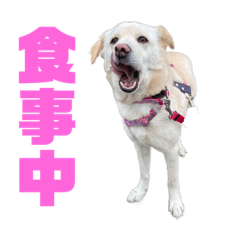 [LINEスタンプ] きなこ＆もなかの日常7