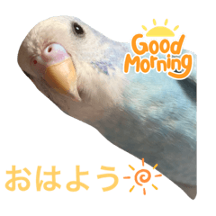 [LINEスタンプ] セキセイインコの日々