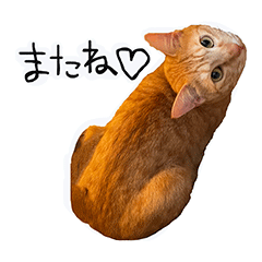 [LINEスタンプ] upperさんの猫ちゃん