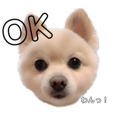[LINEスタンプ] 愛犬むさしさん2