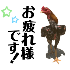 [LINEスタンプ] 弘来軍鶏スタンプ VER.1