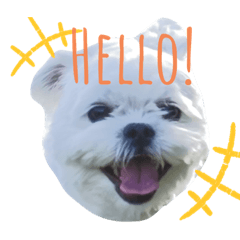 [LINEスタンプ] うちのマルペキ3