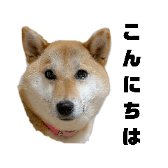 [LINEスタンプ] 柴犬ひなちゃんラインスタンプ