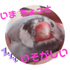 [LINEスタンプ] 毎日使える？！文鳥実写スタンプ☁*°