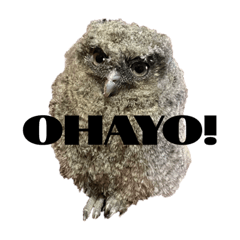 [LINEスタンプ] KID of OWL