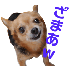 [LINEスタンプ] あたちのmix犬8