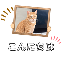[LINEスタンプ] ネコチャコ パート2