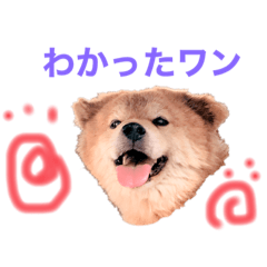 [LINEスタンプ] ゴメスな日常