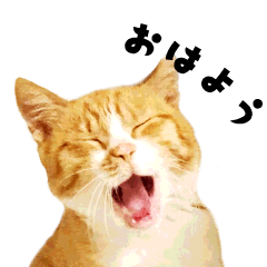 [LINEスタンプ] ちゃちゃまる 猫スタンプ