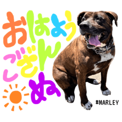 [LINEスタンプ] #MARLEY ver.3