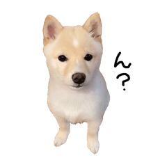 [LINEスタンプ] こむぎのいる生活1