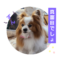 [LINEスタンプ] ぱぴぱぴパピヨン78