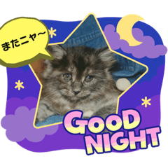 [LINEスタンプ] 黒猫マリースタンプ