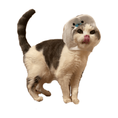 [LINEスタンプ] 文蔵ねこ