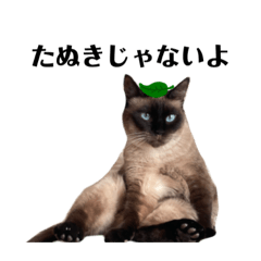 [LINEスタンプ] うちのたぬしゃむ