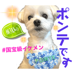 [LINEスタンプ] マルチーズのポンテ君！