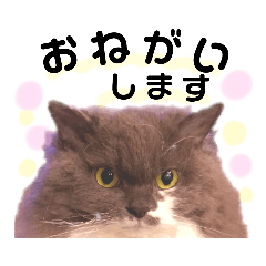 [LINEスタンプ] ごまたんのきもち
