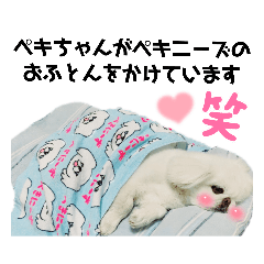 [LINEスタンプ] ペキニーズ♡♡♡