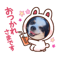 ポメチワのリンちゃん② | LINEスタンプ | s