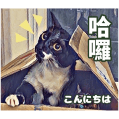 [LINEスタンプ] ネコの挨拶、中国語と日本語