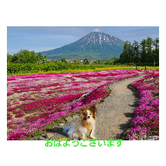 [LINEスタンプ] ぱぴぱぴパピヨン79