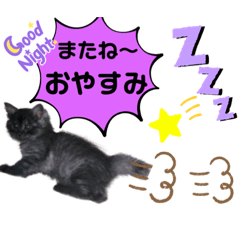 [LINEスタンプ] 黒猫マリースタンプ ②