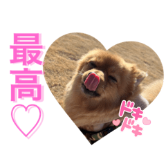 [LINEスタンプ] ポメラニアンのはーちゃんスタンプ