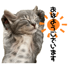 [LINEスタンプ] センマイ♂stamp✴︎