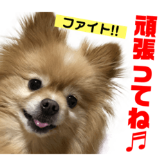 [LINEスタンプ] ポメラニアンくうたスタンプ②