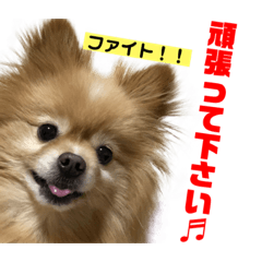 [LINEスタンプ] ポメラニアンくうたスタンプ③ 敬語ver