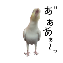 [LINEスタンプ] オカメインコと文鳥2